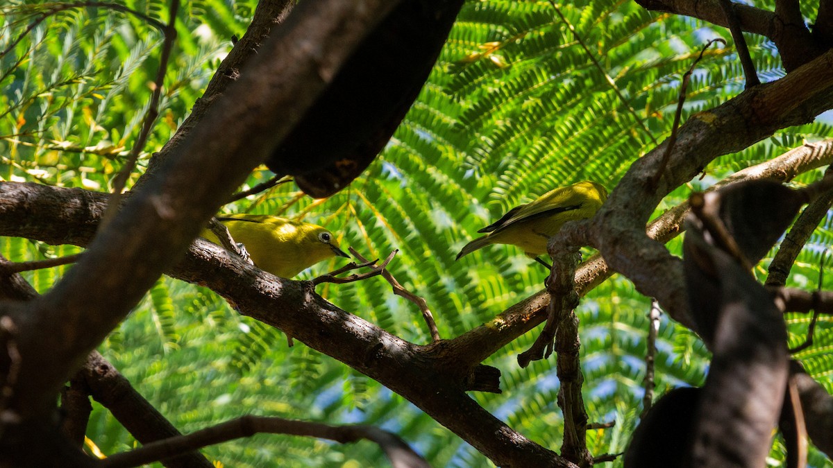 Southern Yellow White-eye - ML638403745