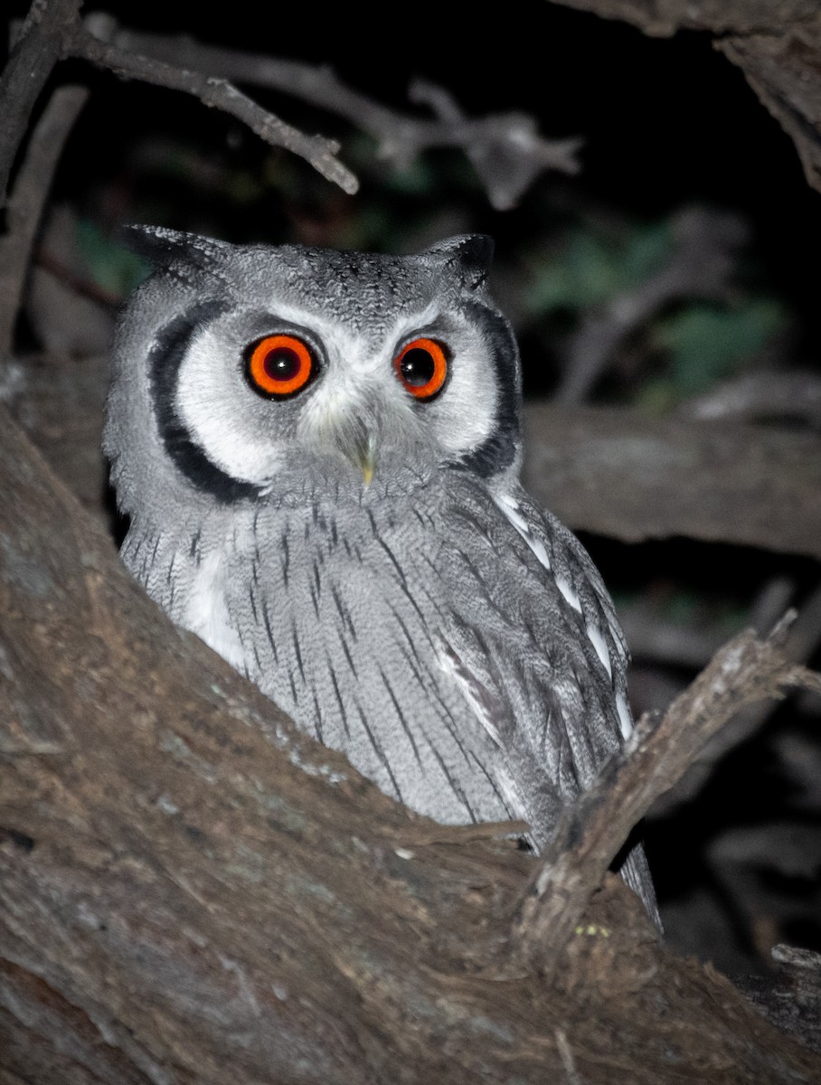 Southern White-faced Owl - ML638403748