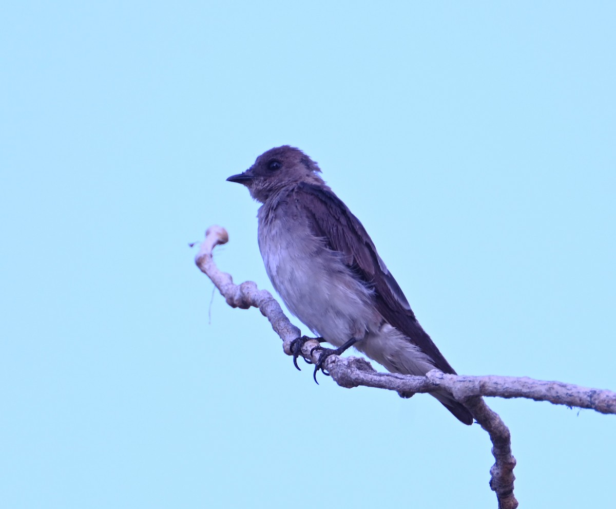 Northern Rough-winged Swallow - ML638403755