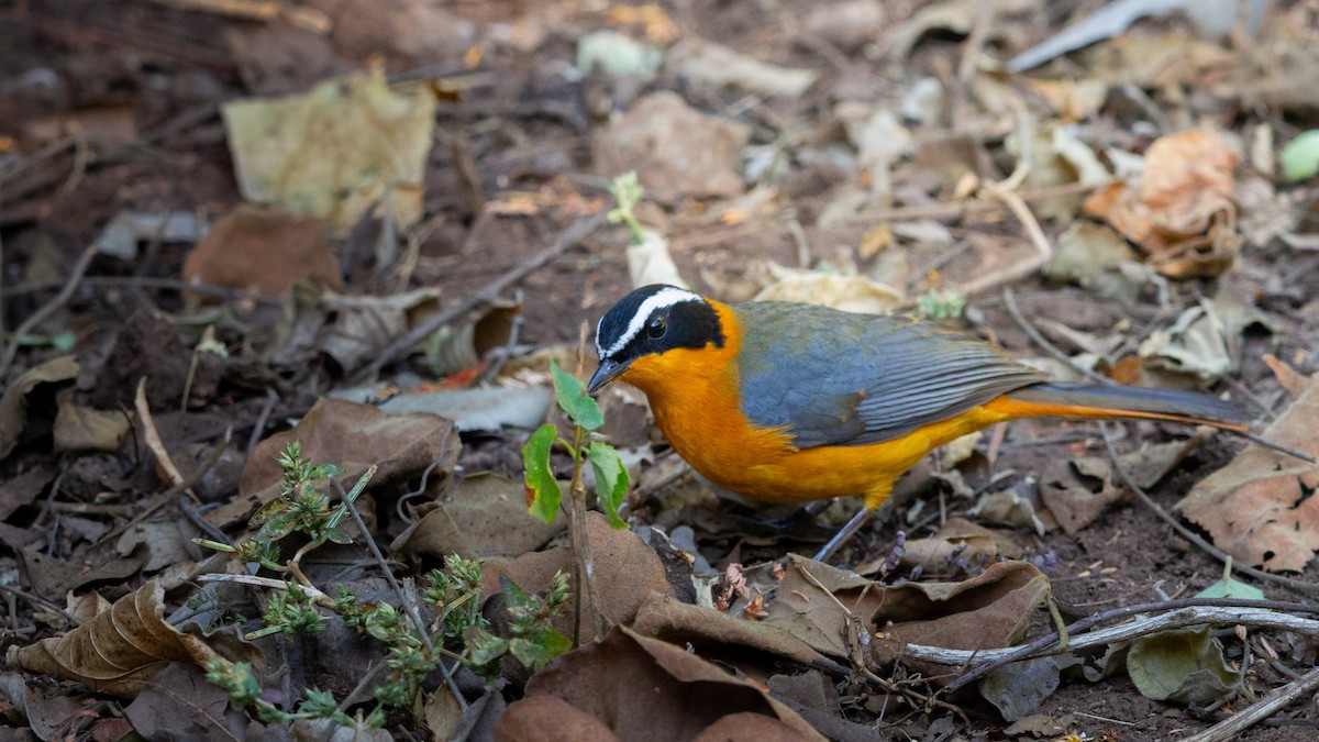 White-browed Robin-Chat - ML638403761