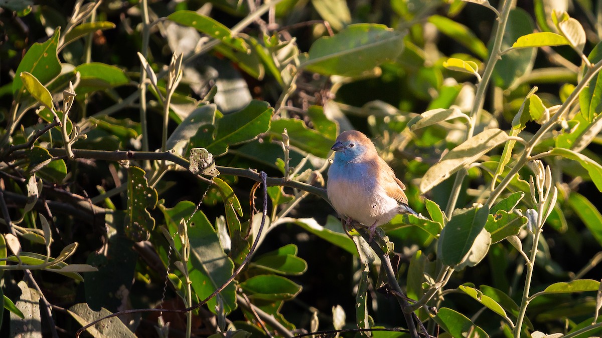 Southern Cordonbleu - ML638403791