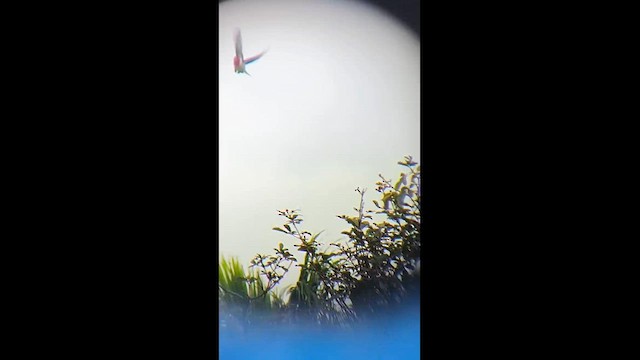 Red-cowled Cardinal - ML638403801