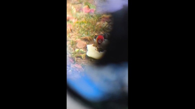 Red-cowled Cardinal - ML638403804