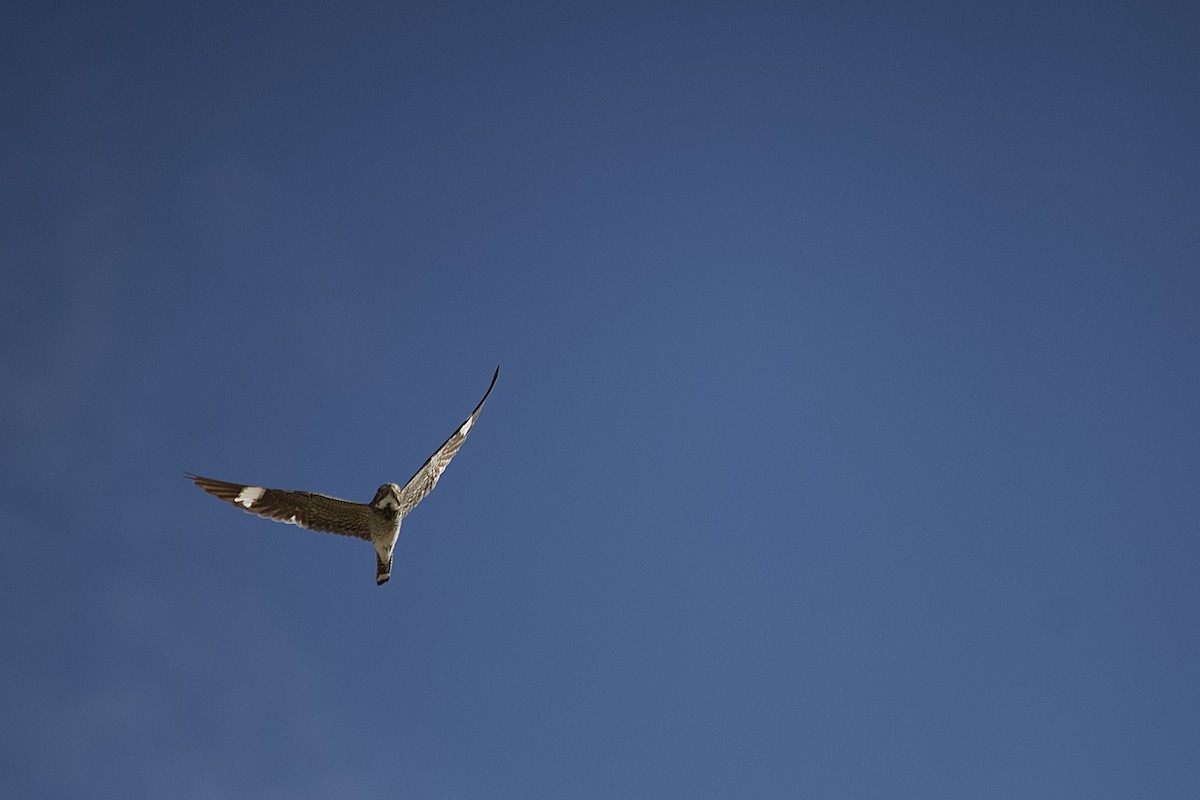 Common Nighthawk - ML638403822