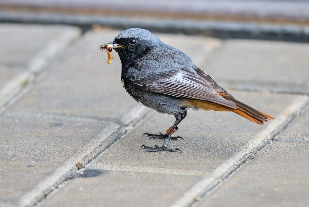 Black Redstart - ML638403827
