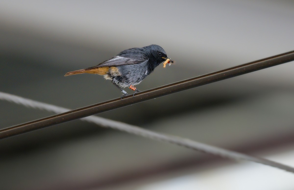 Black Redstart - ML638403830