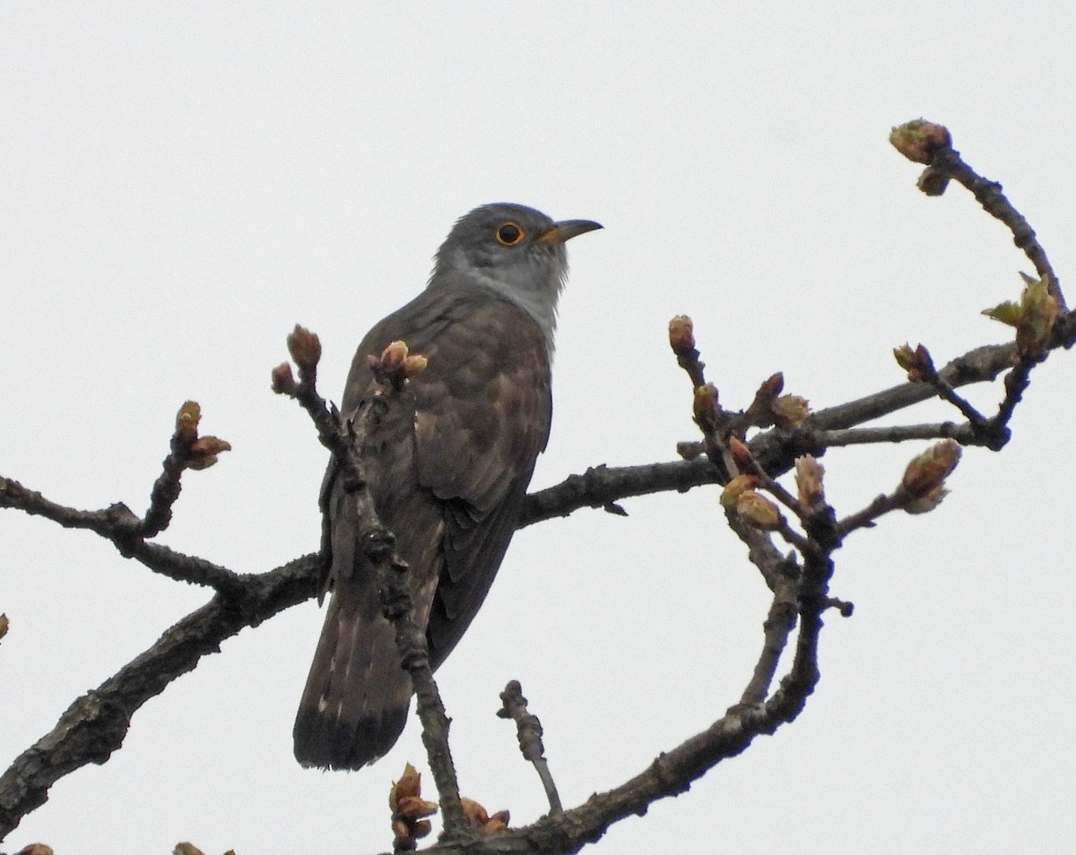 Indian Cuckoo - ML638403849