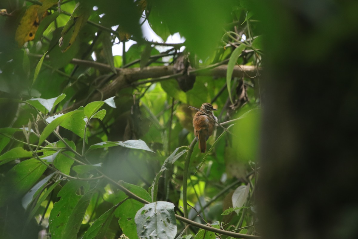 Streaked Xenops - ML638403851