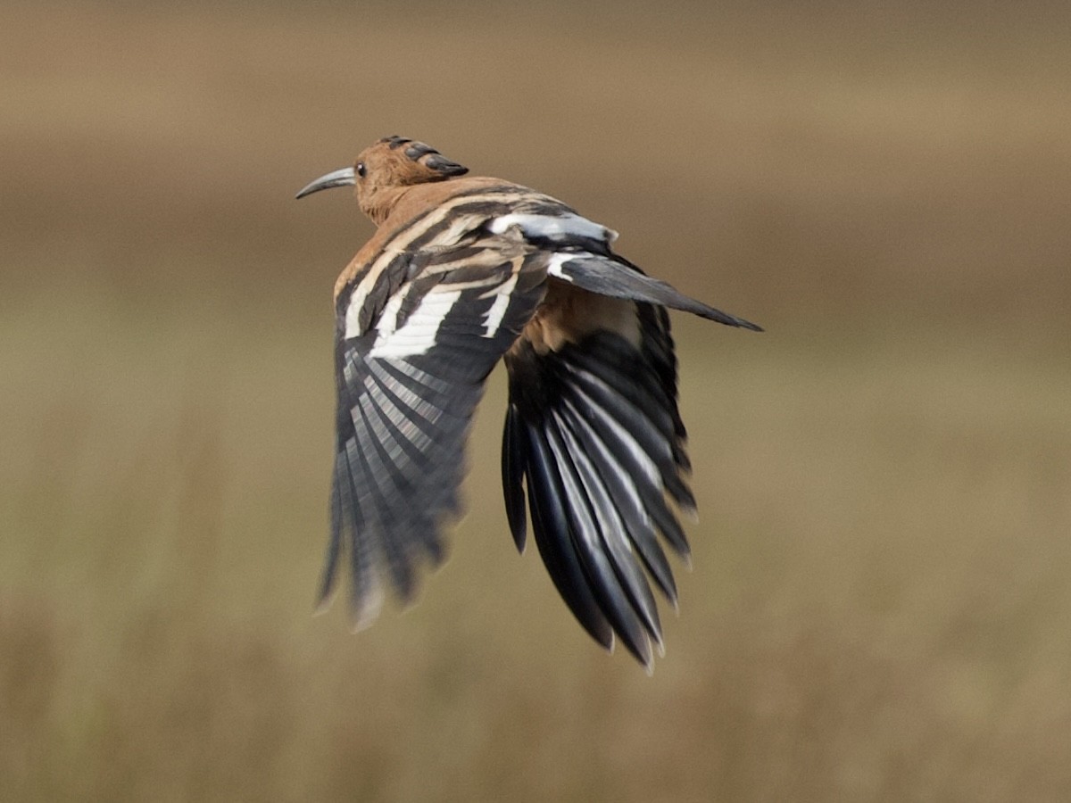 dudek chocholatý (ssp. africana) - ML638403864