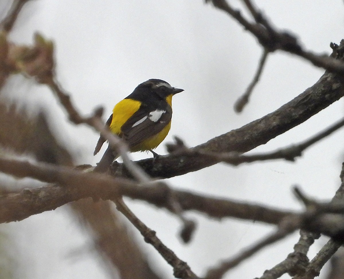 Gobemouche à croupion jaune - ML638403865