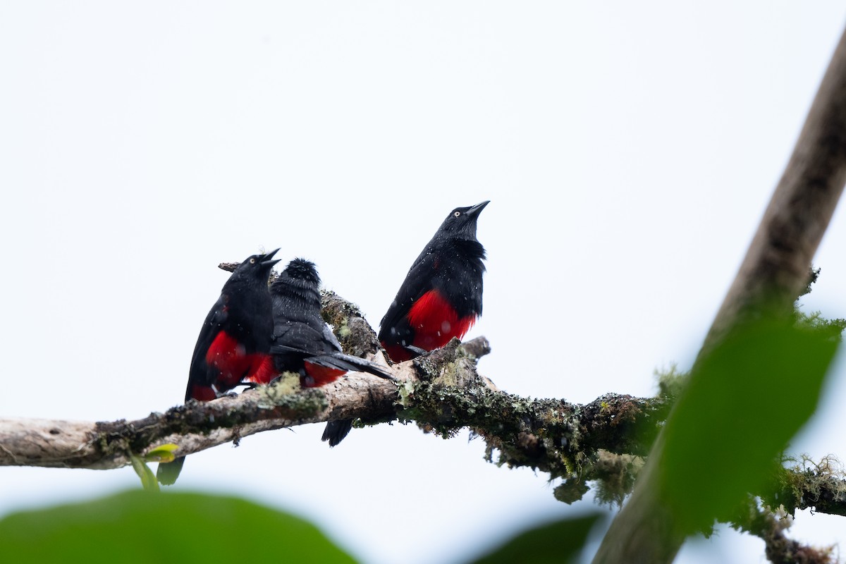 Red-bellied Grackle - ML638403867