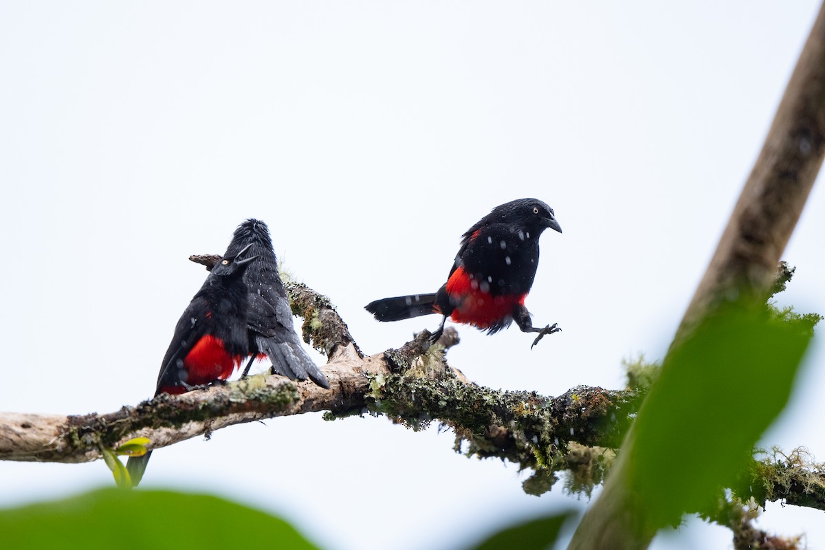 Red-bellied Grackle - ML638403869