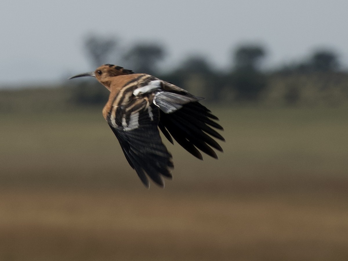 dudek chocholatý (ssp. africana) - ML638403870