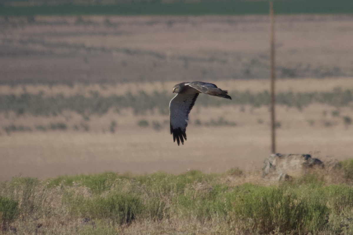 Northern Harrier - ML638403880