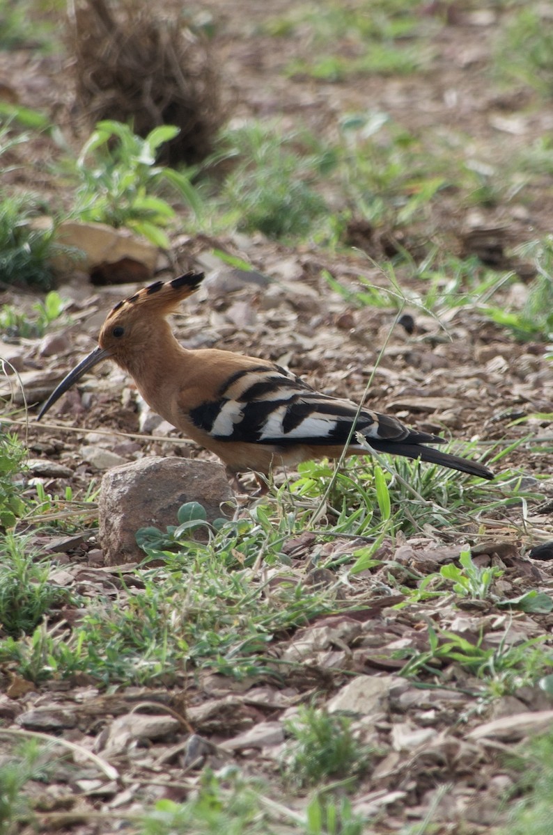 dudek chocholatý (ssp. africana) - ML638403881
