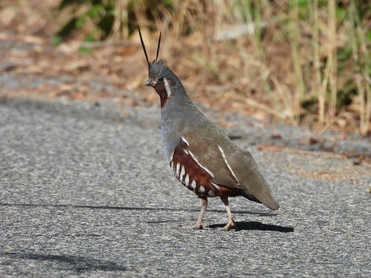 Mountain Quail - ML638403886