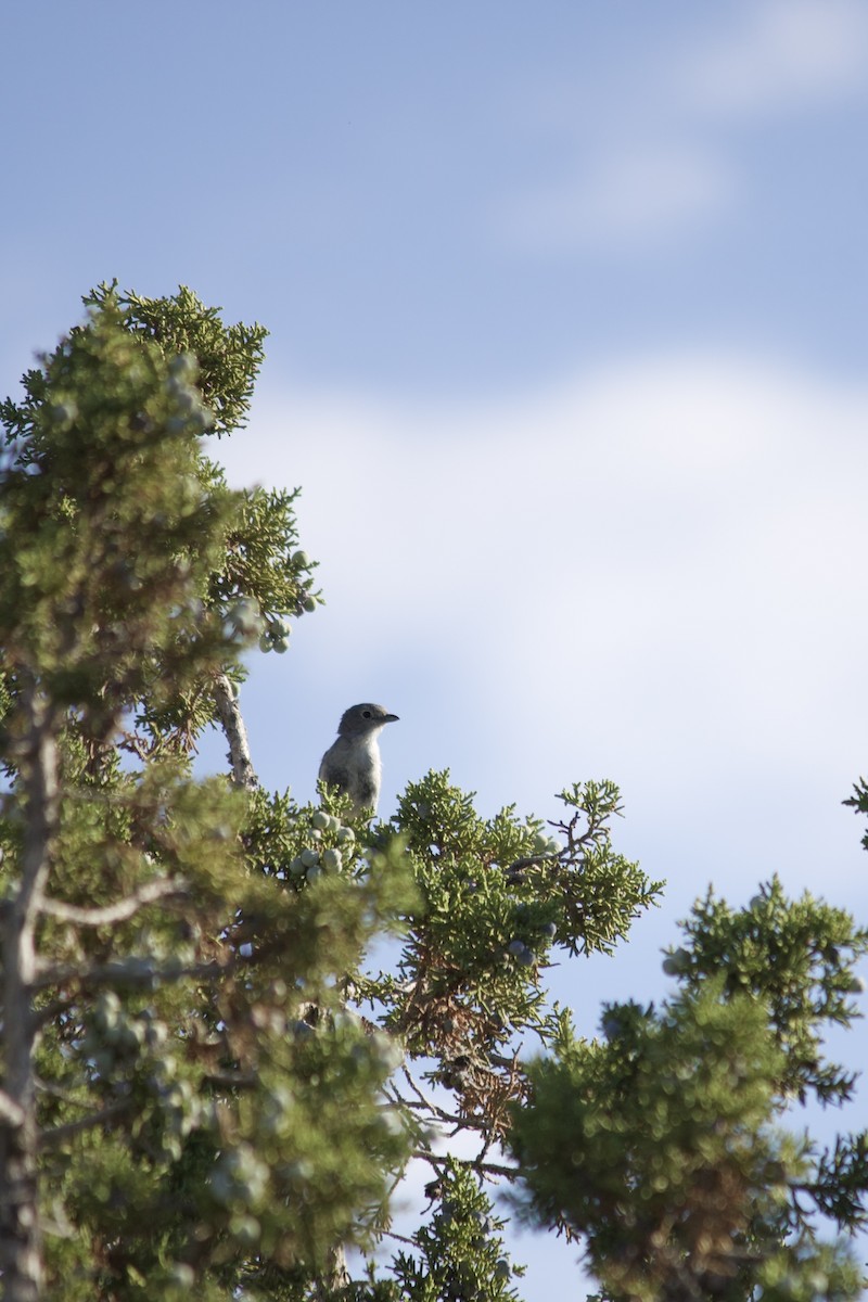 Gray Vireo - ML638403895