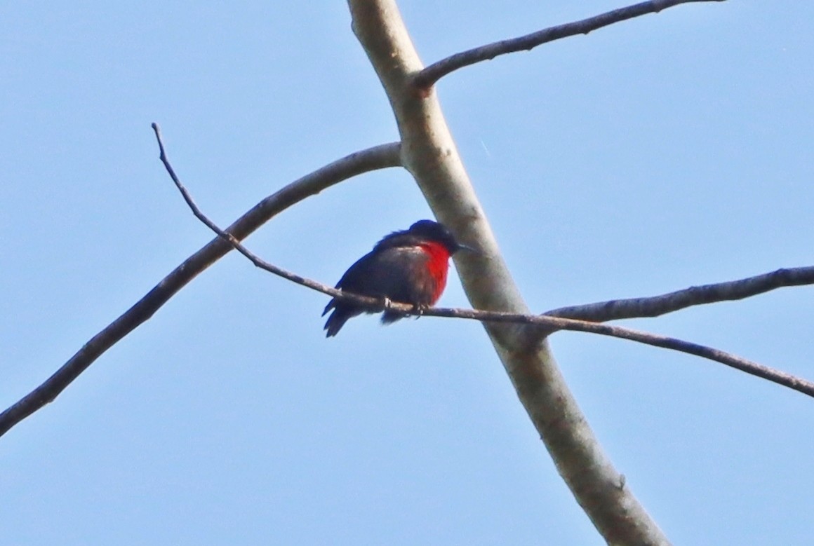 Van Hasselt's Sunbird - ML638403900