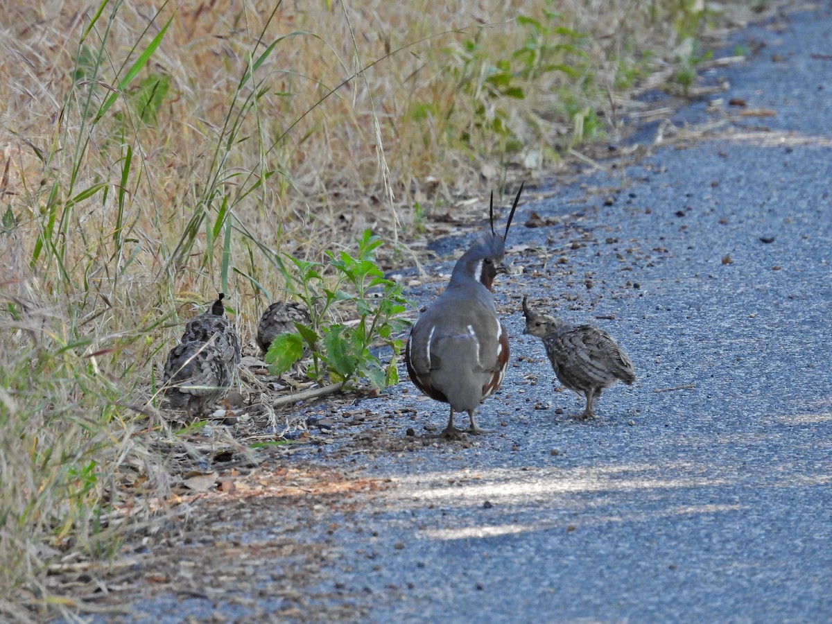 Mountain Quail - ML638403904