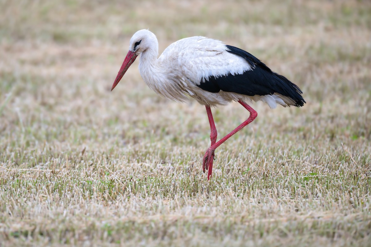 White Stork - ML638403912