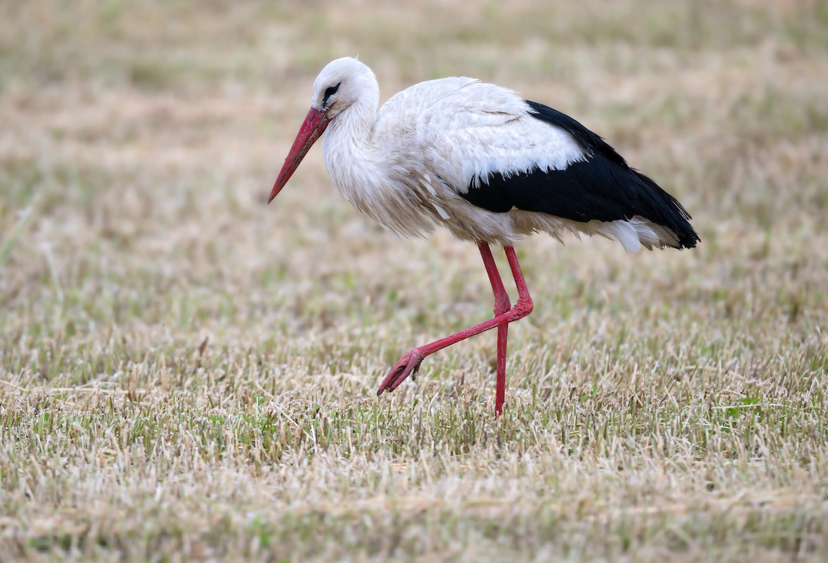 White Stork - ML638403916