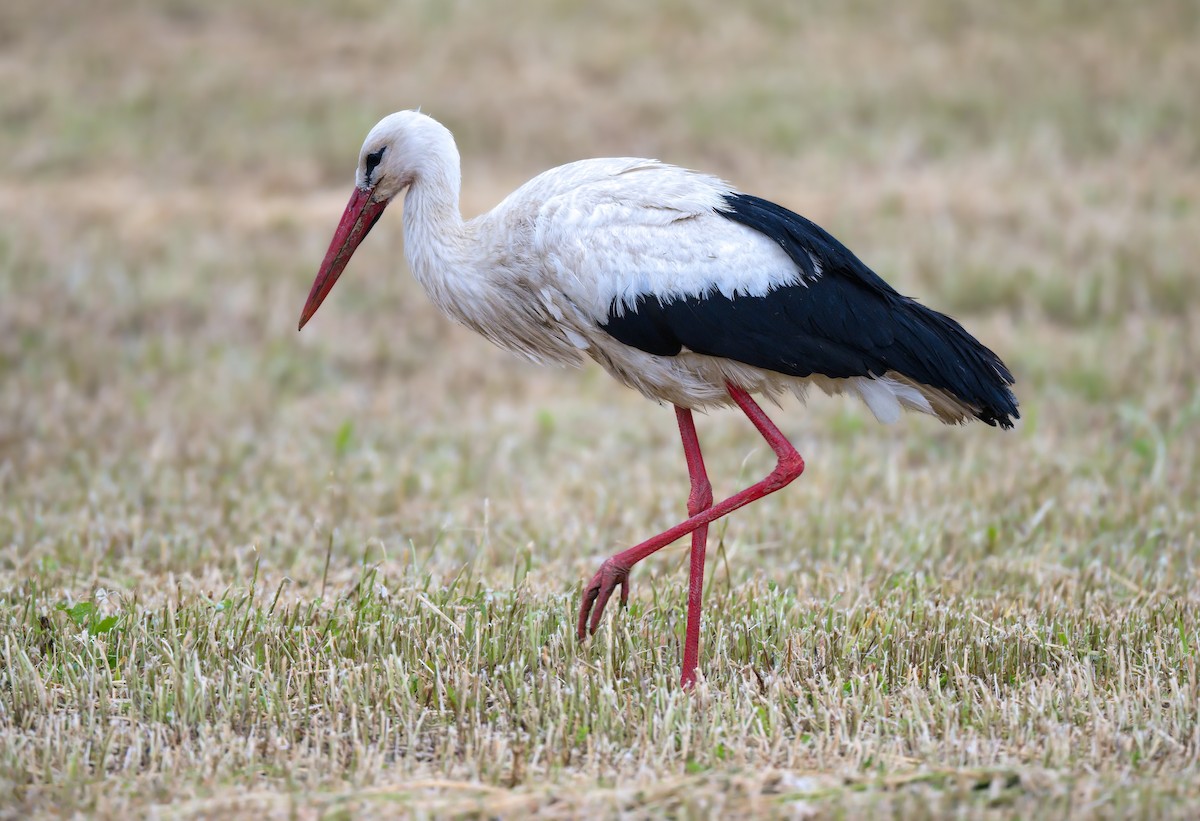 White Stork - ML638403920