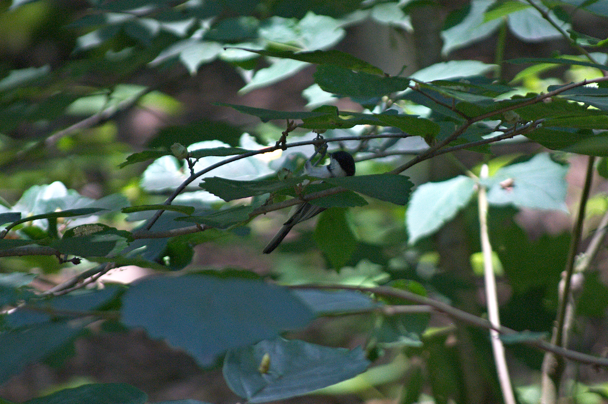 Carolina Chickadee - ML638403952