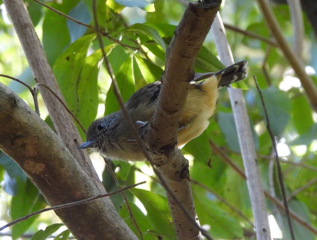 Variable Antshrike - ML638403968