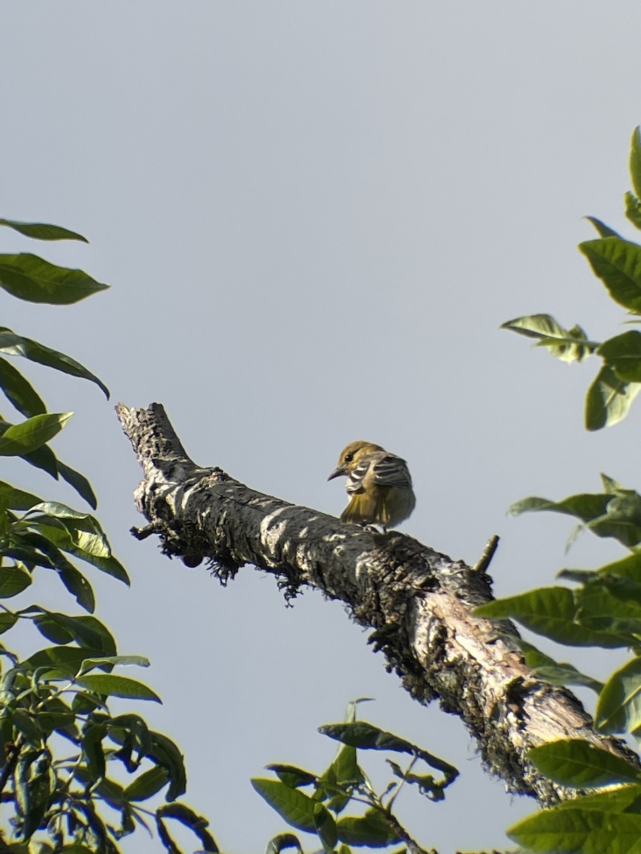 Bullock's Oriole - ML638403969