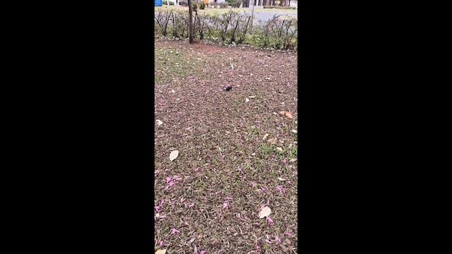 Shiny Cowbird - ML638403971
