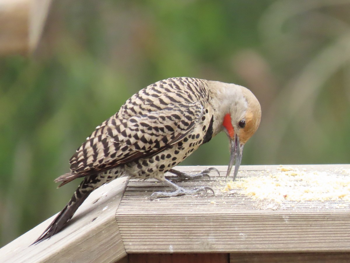 Northern Flicker - ML638403973