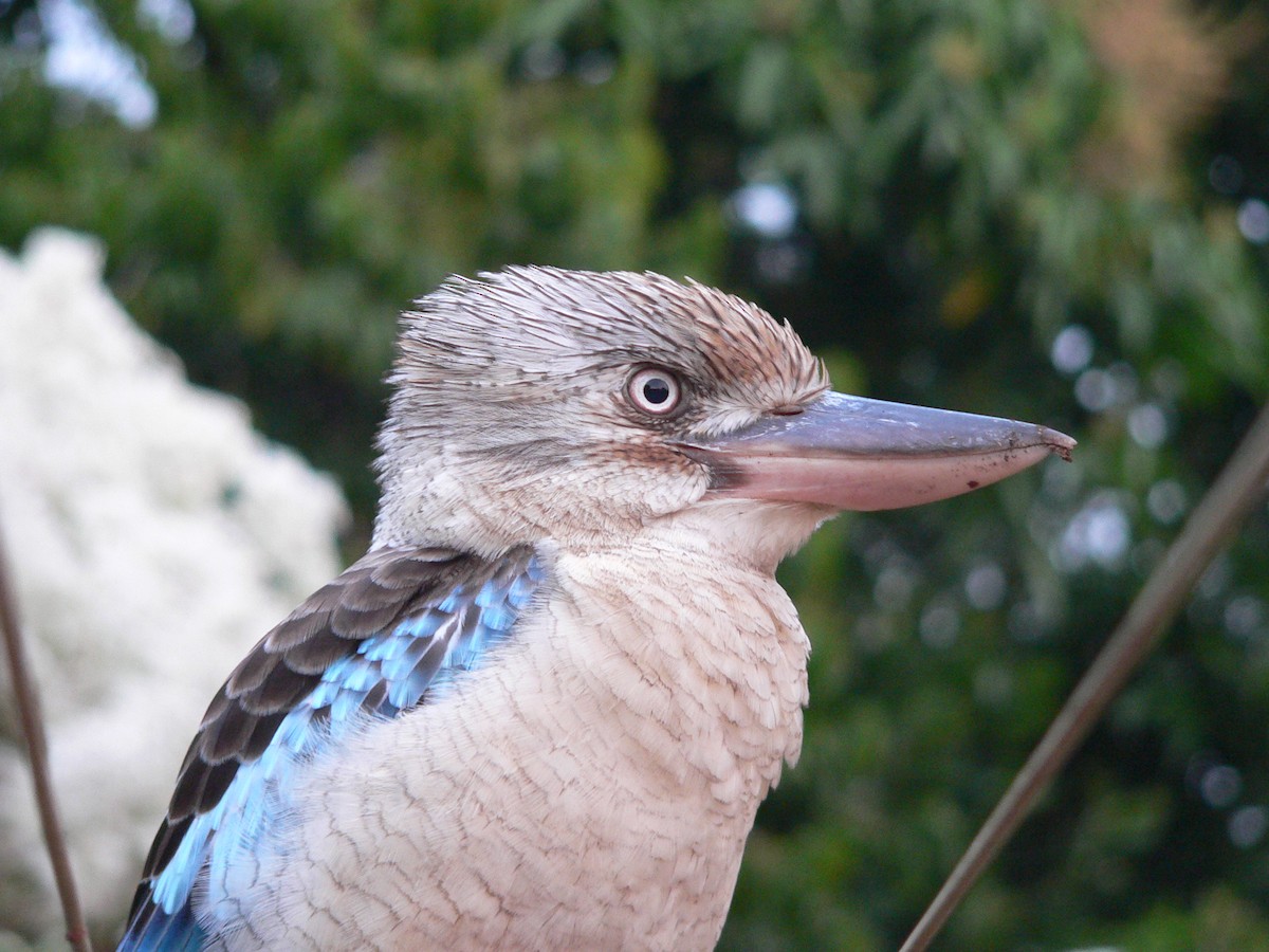 Martin-chasseur à ailes bleues - ML63840401