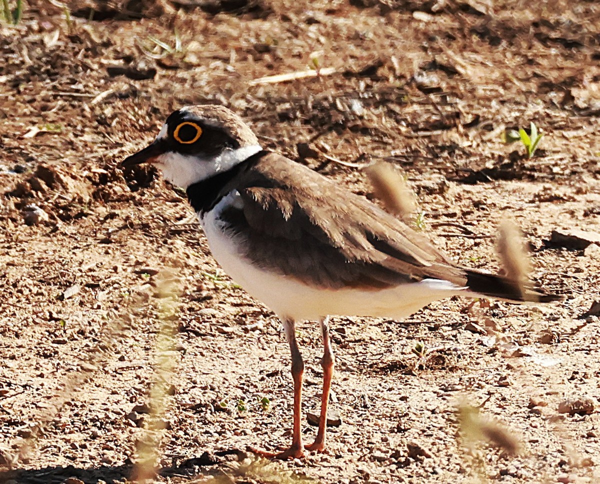 Little Ringed Plover - ML638404017