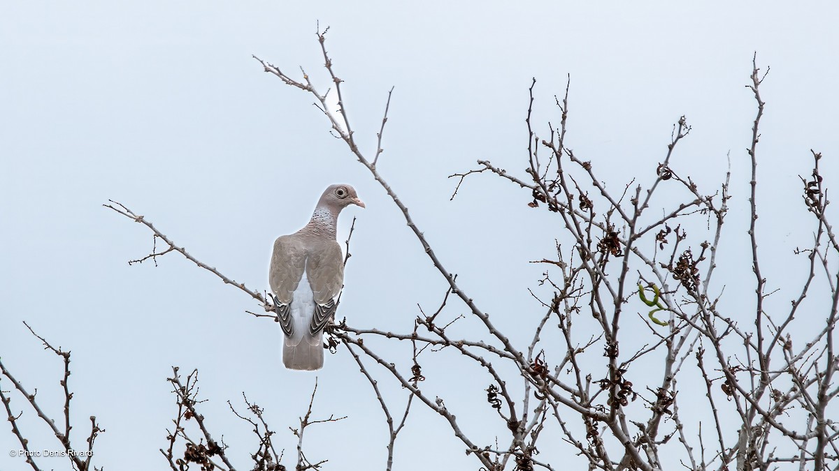 Bare-eyed Pigeon - ML638404029
