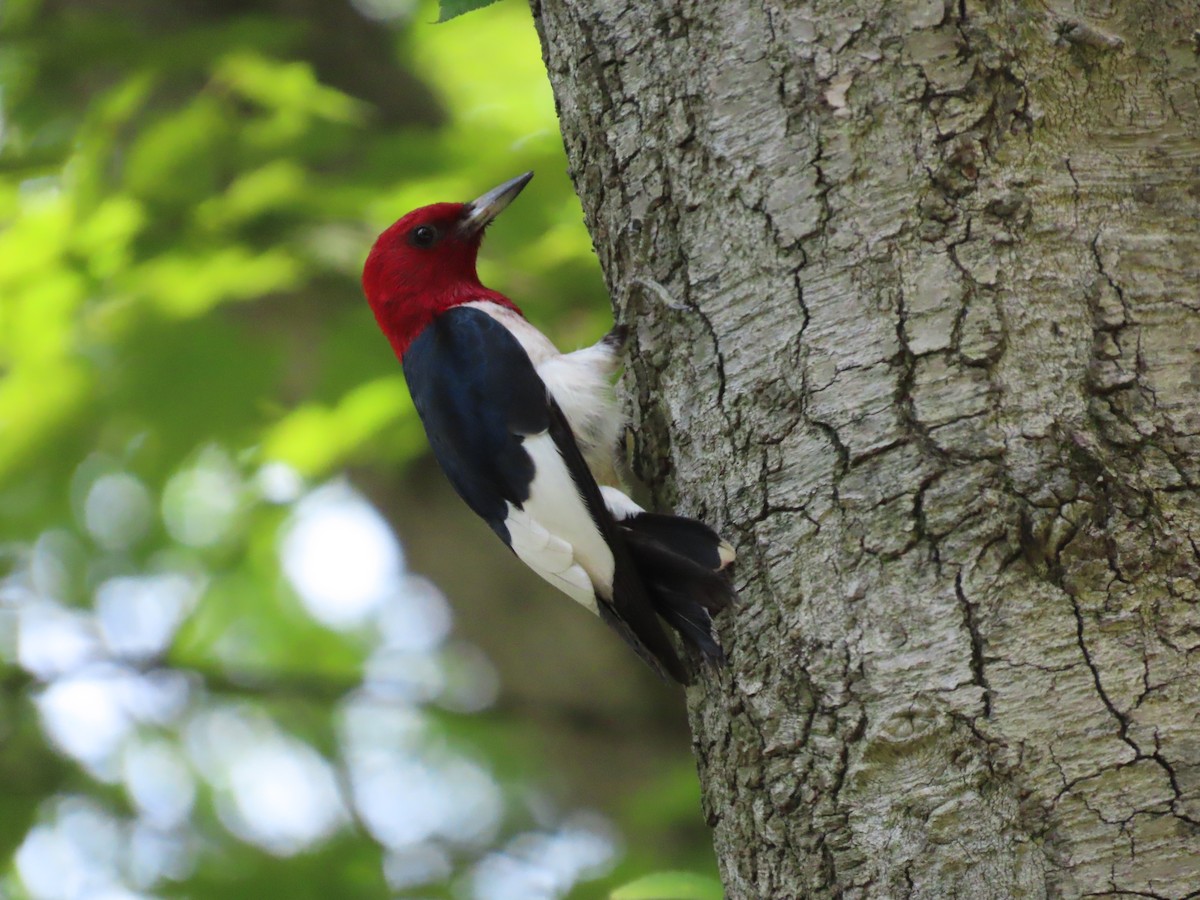 Red-headed Woodpecker - ML638404053