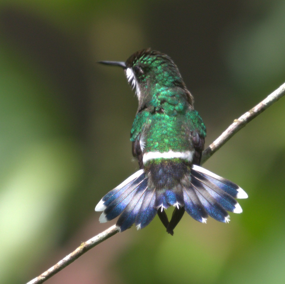 Green Thorntail - ML638404073