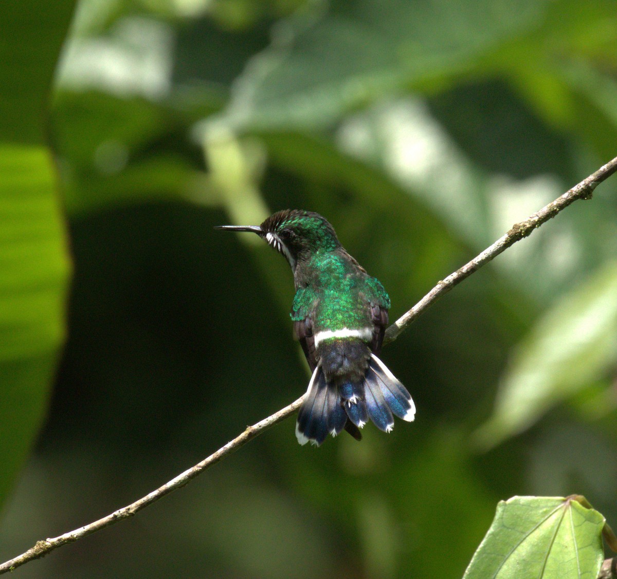 Green Thorntail - ML638404103
