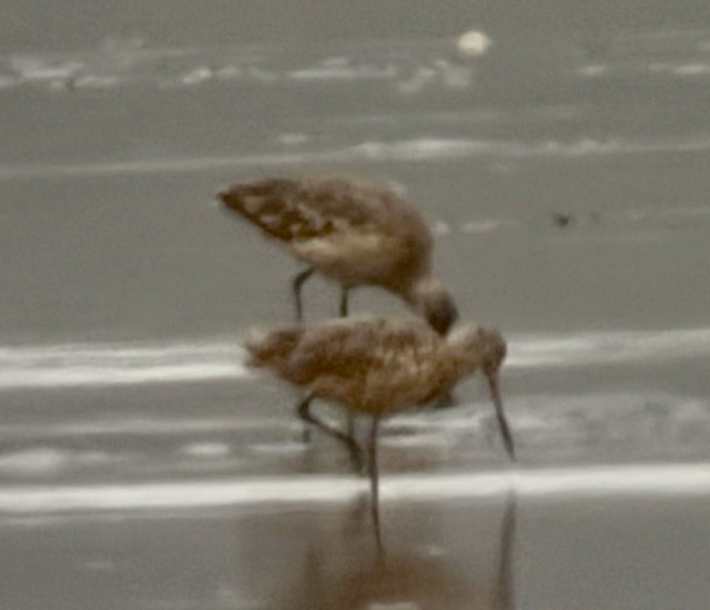 Marbled Godwit - ML638404104