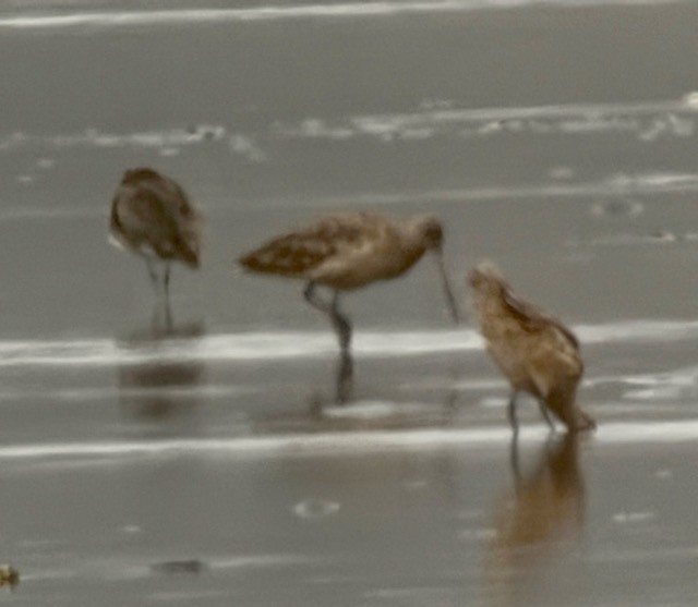 Marbled Godwit - ML638404105