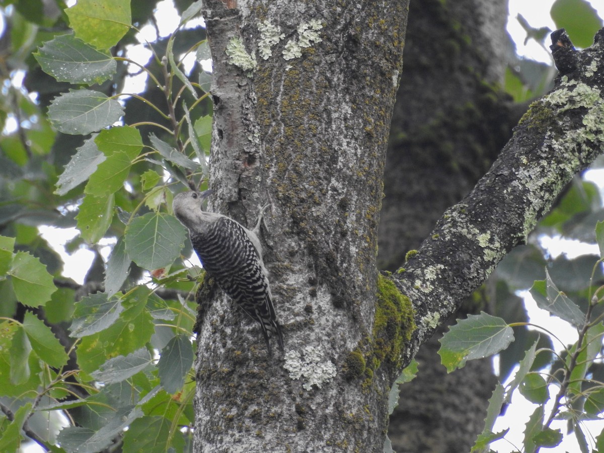 Red-bellied Woodpecker - ML638404107