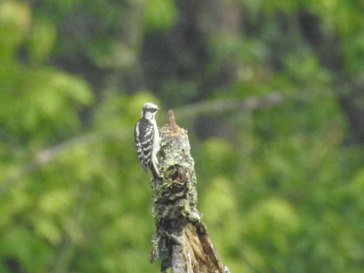 Downy Woodpecker (Eastern) - ML638404120