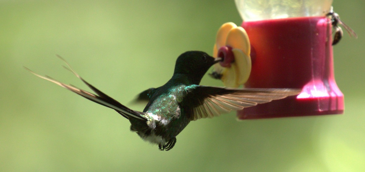 Green Thorntail - ML638404122