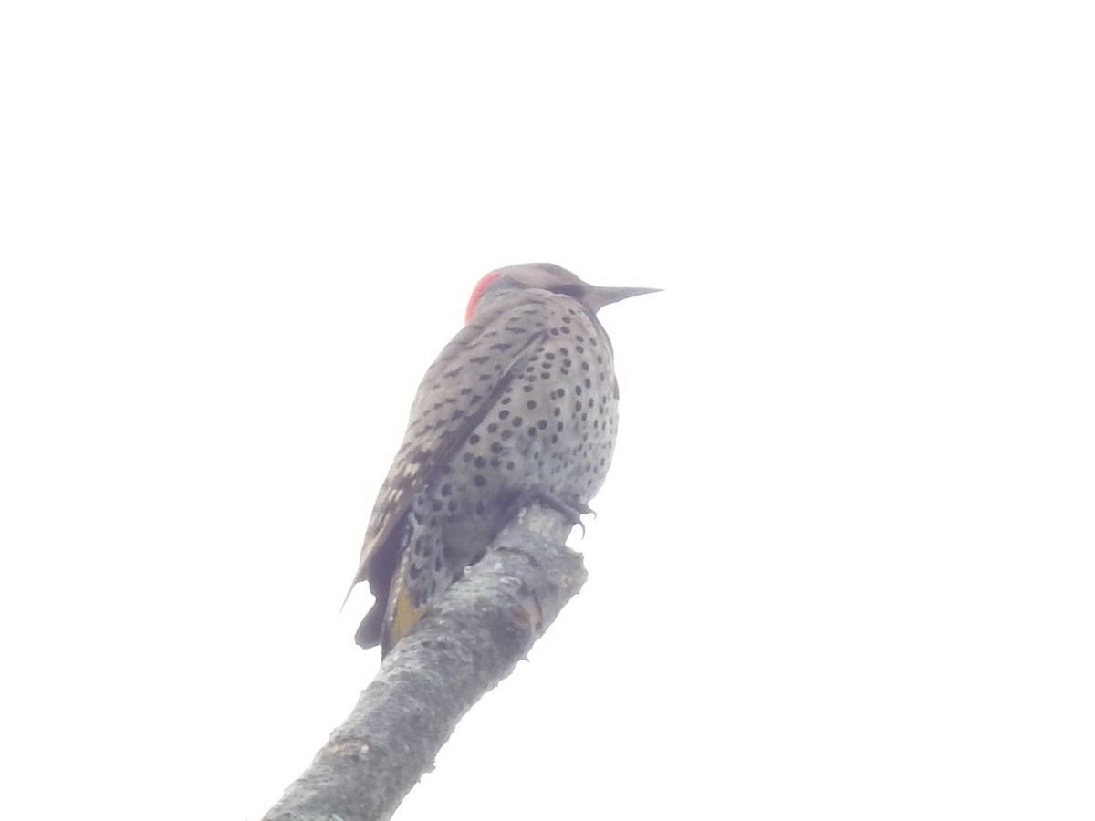 Northern Flicker - ML638404124