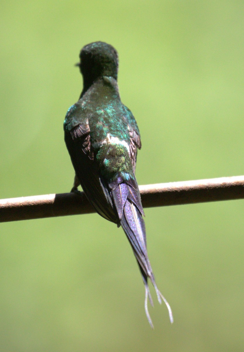 Green Thorntail - ML638404126