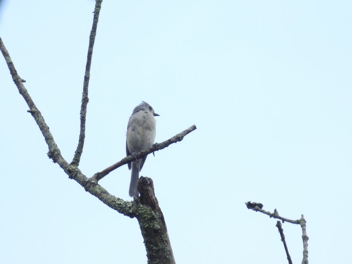 Tufted Titmouse - ML638404134