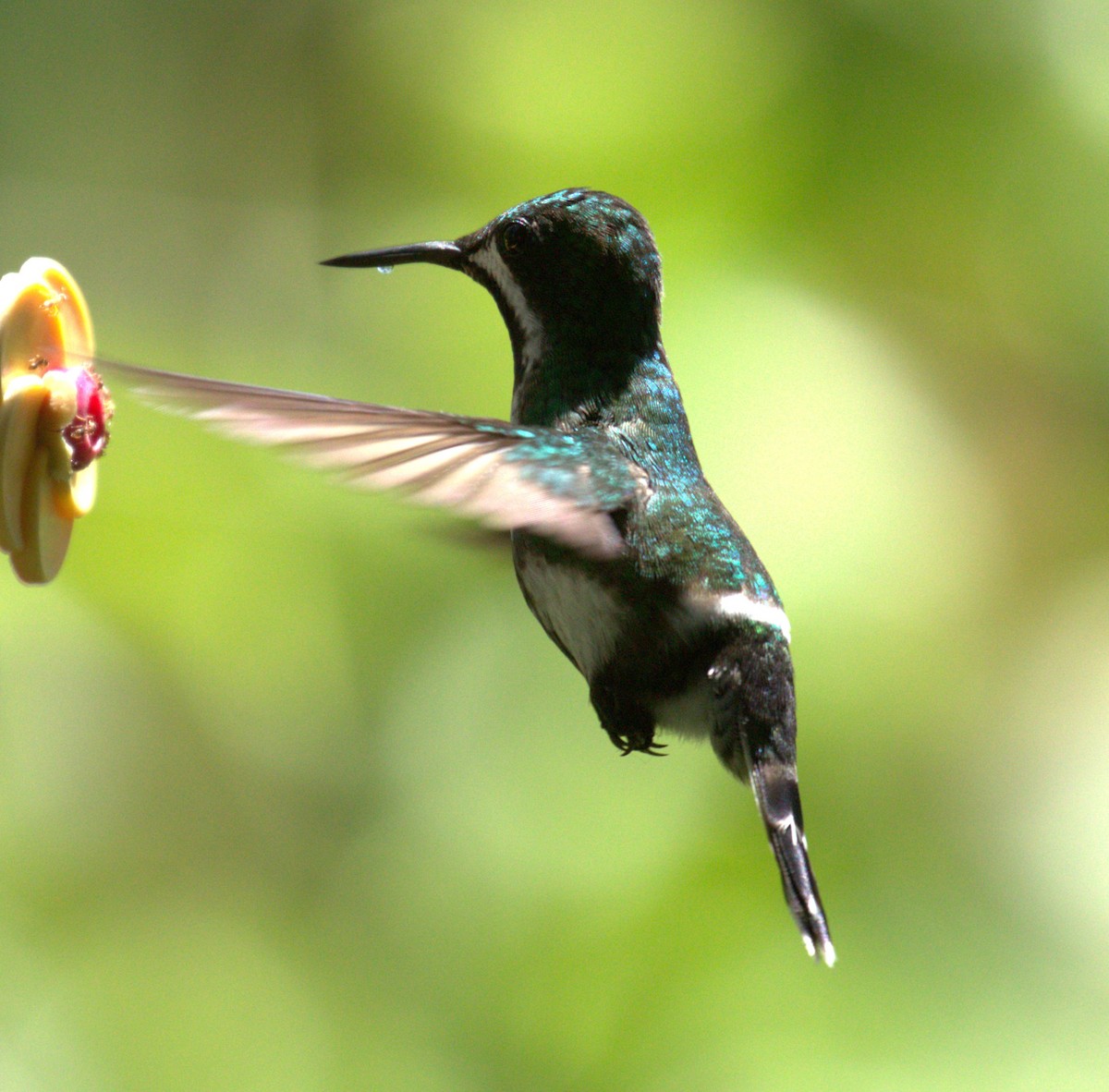Green Thorntail - ML638404139