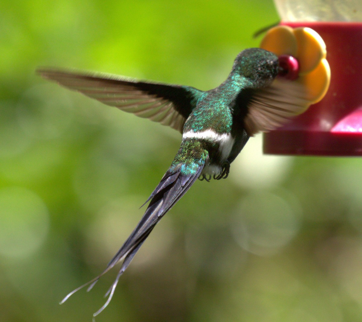Green Thorntail - ML638404143
