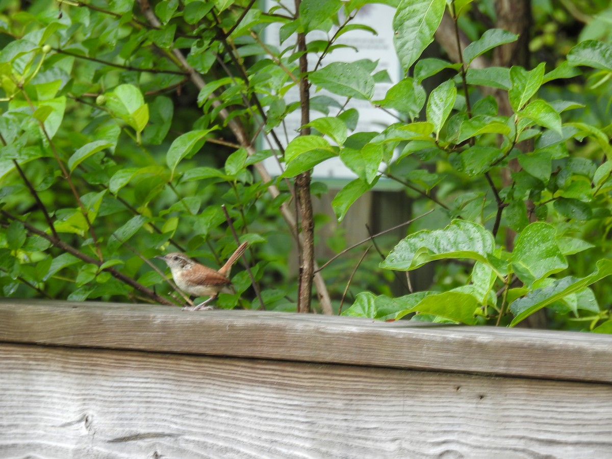Carolina Wren - ML638404151