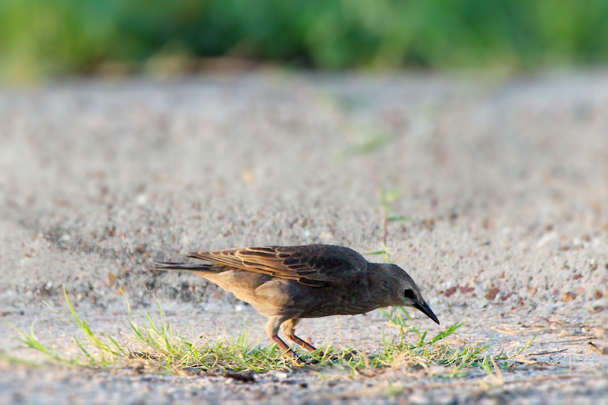 European Starling - ML638404154