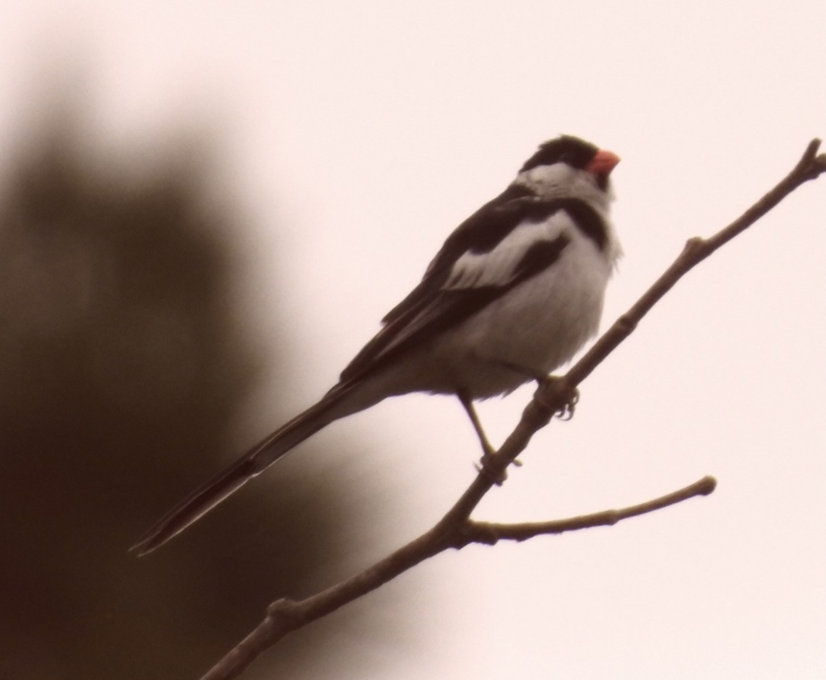 Pin-tailed Whydah - ML638404156